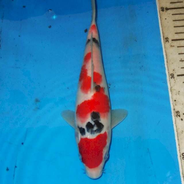 23CM TSUBOSUMI SANKE BAGUS