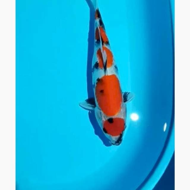Maruten showa 35cm , this is mening