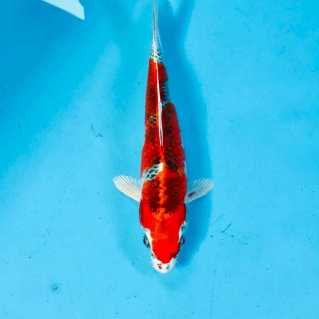 Kujaku, 20 cm