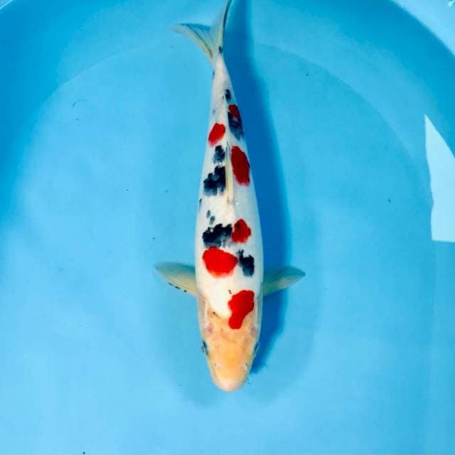 Sanke, 30 cm