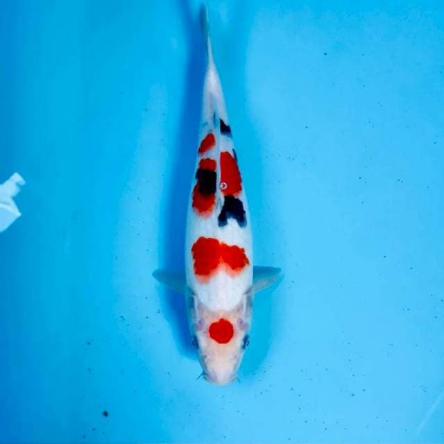 Sanke, 30 cm