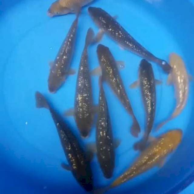 Paket penjinak kolam 10 ekor