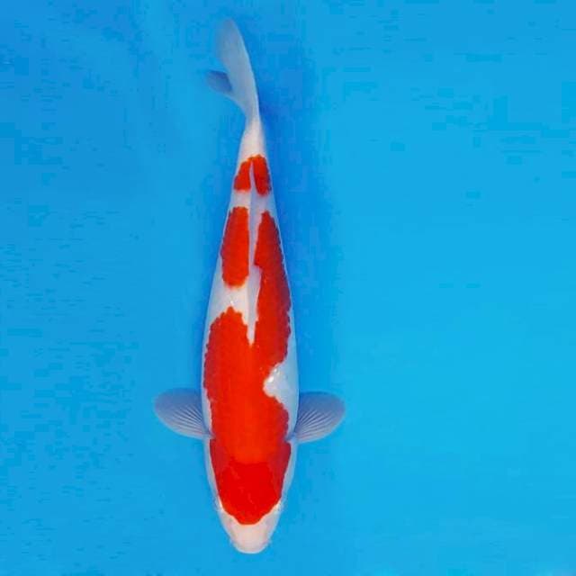 FURY 1 - KOHAKU SPC ®
