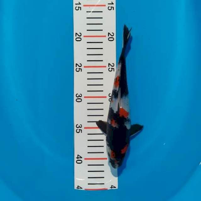 showa 22 cm