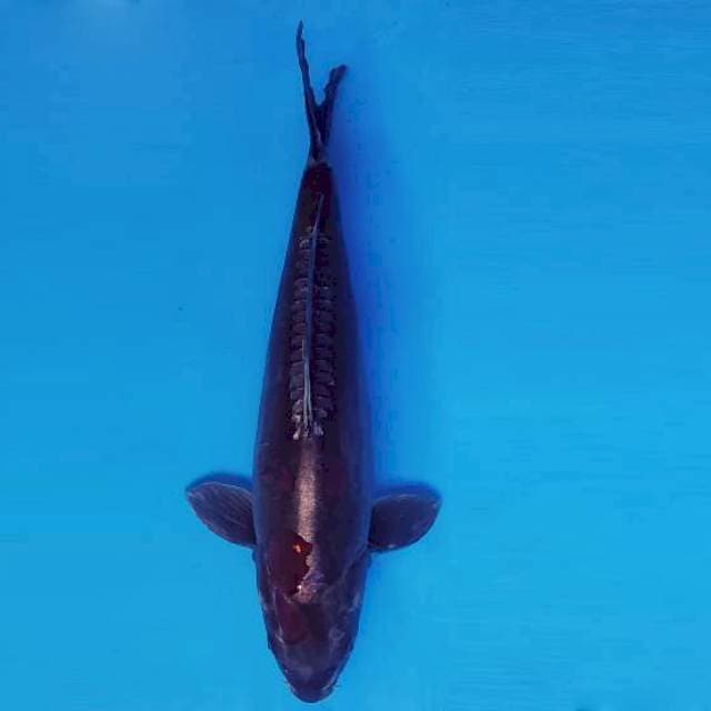 BLACK MAMBA 8 - KIKOKURYU ®