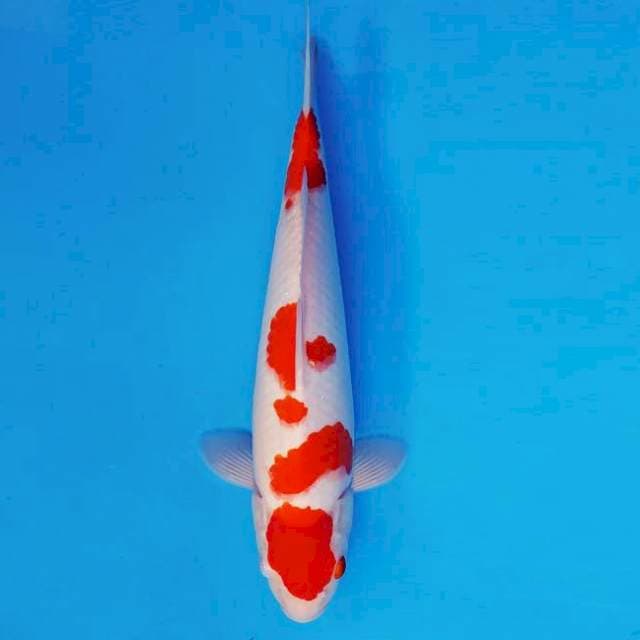 FURY 13 - KOHAKU ®