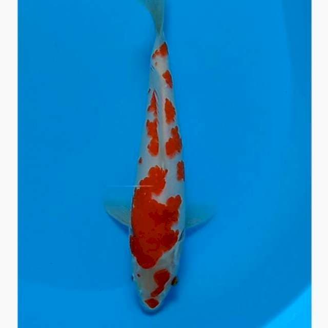 Kohaku