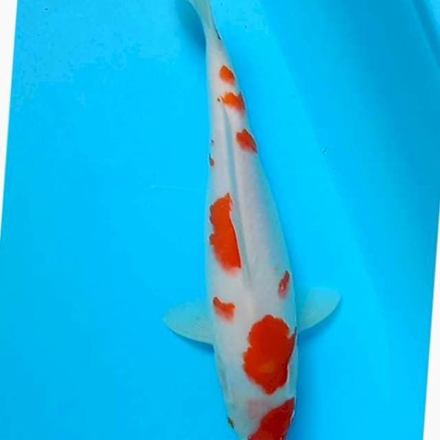 Kohaku