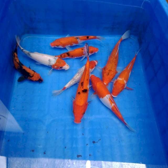 Paket mix 10ekor 15_20