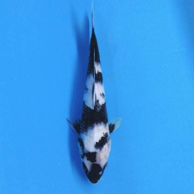Super Shiro Utsuri 30bu