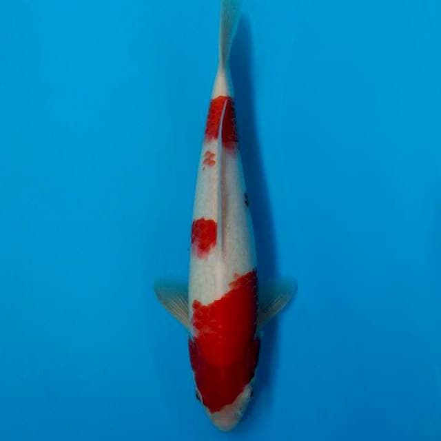 Kohaku F1 Sakai x Marujyu 35bu