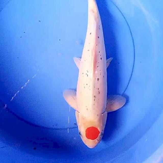 Tanco goshiki M 41 cm