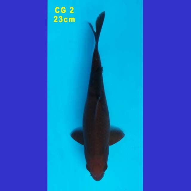 CHAGOI (CG 2)