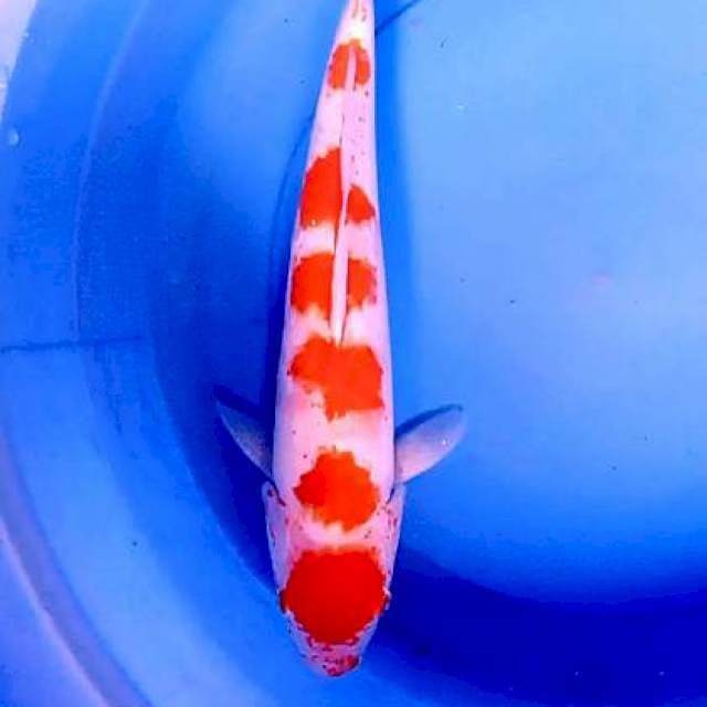 Kohaku M 45 cm