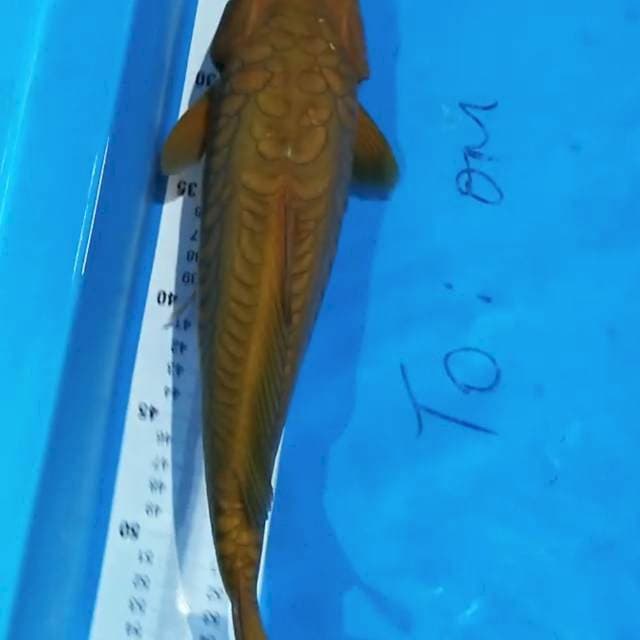 Chagoi 35cm
