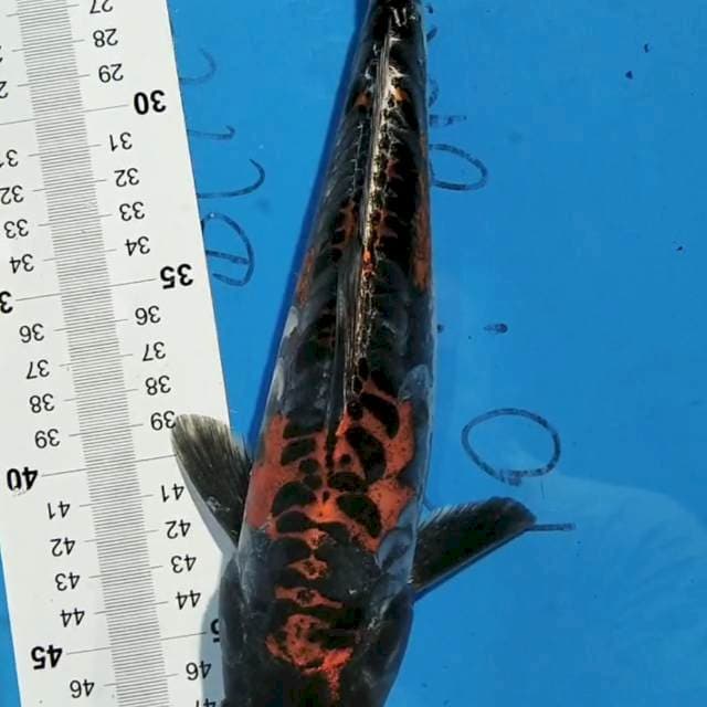 Kiko 28 cm