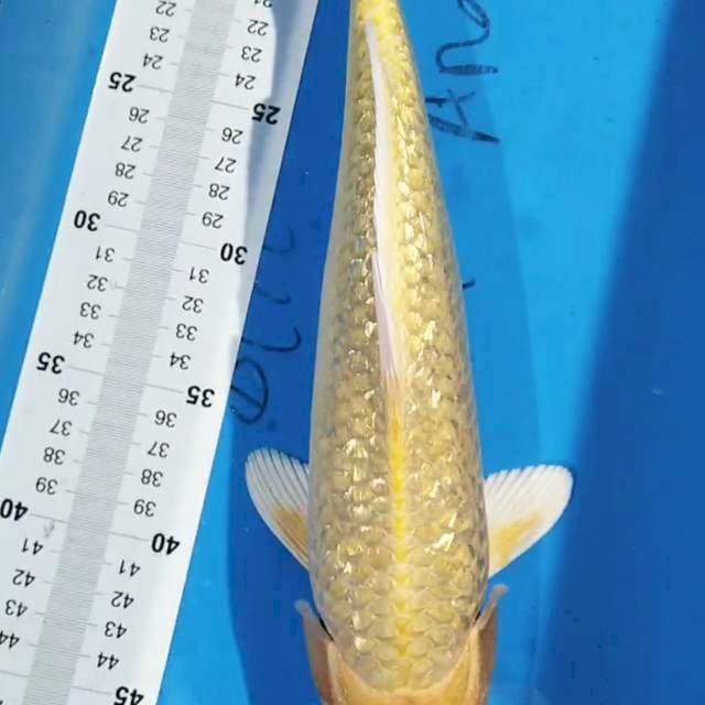 Ogon 34cm