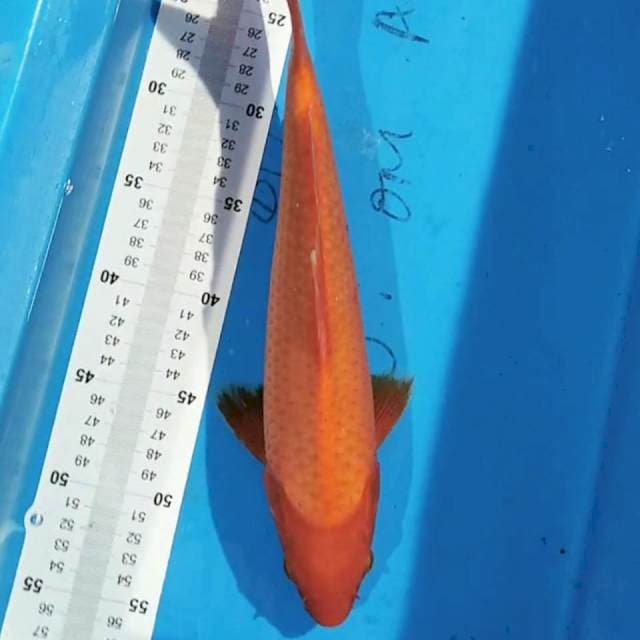 Benigoi 35 cm