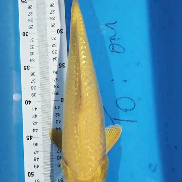 Ogon 36 cm