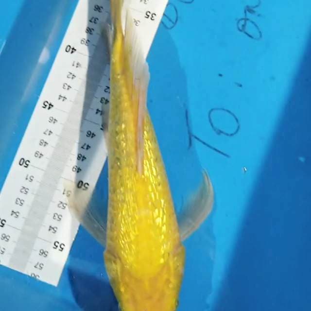 Karashi 35cm
