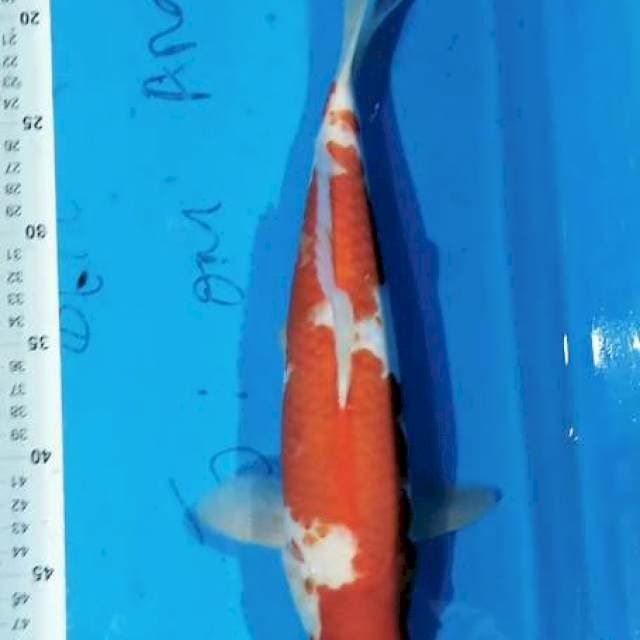 Kohaku 31 cm