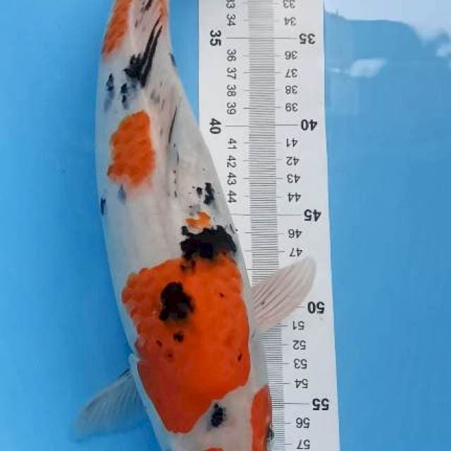 SANKE 40CM sah
