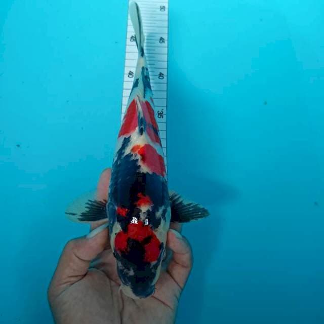 Maruten sowa original 30 cm