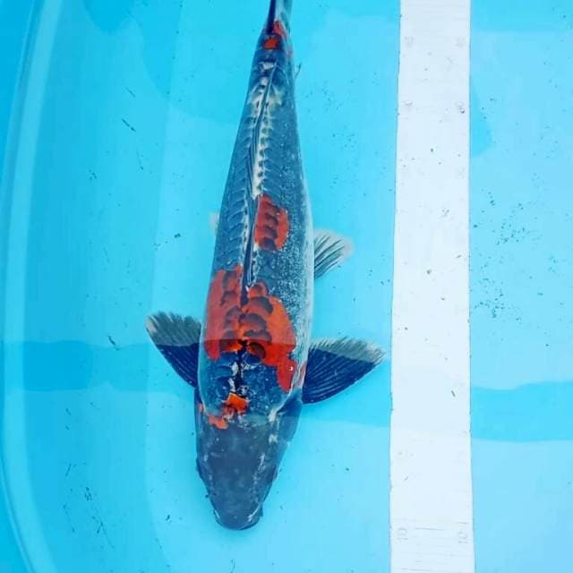 Jantan 41cm