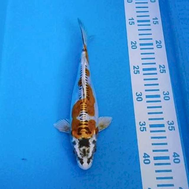 Kikokuryu 25cm