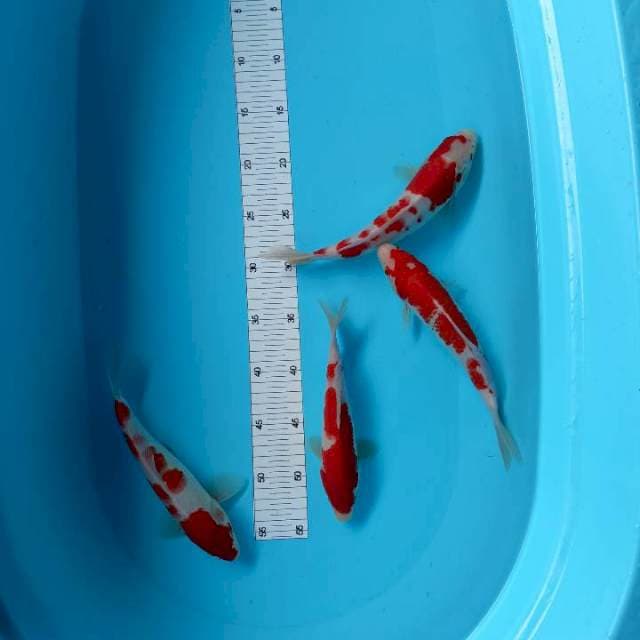 Kohaku paket 21-24 cm