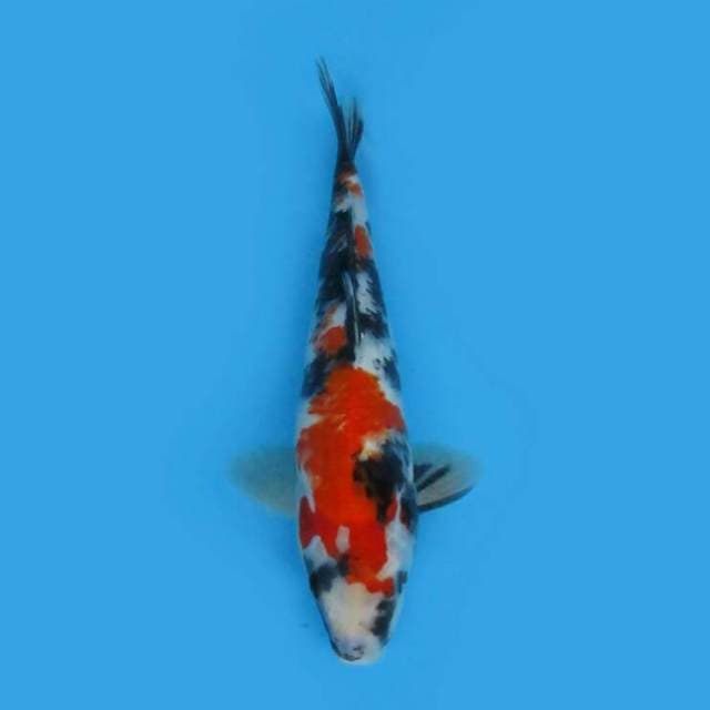 BKS ( SHOWA 29 CM )