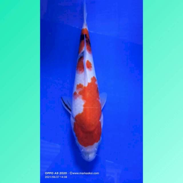 Showa 24cm