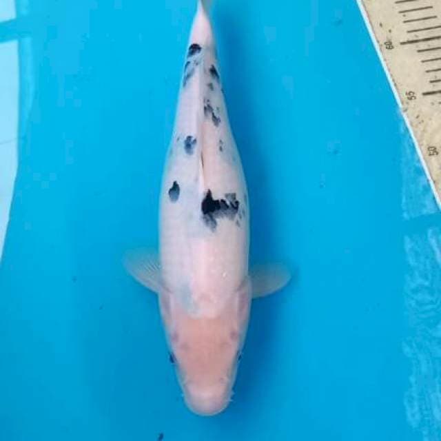 Bekko 35cm