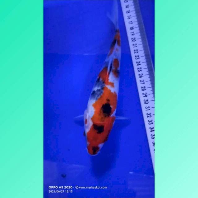 Showa 22cm