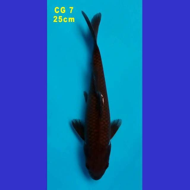 CHAGOI (CG 7)