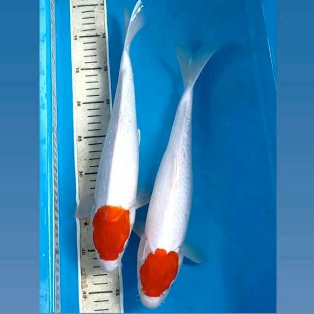 Paket tancho, 34,35 cm