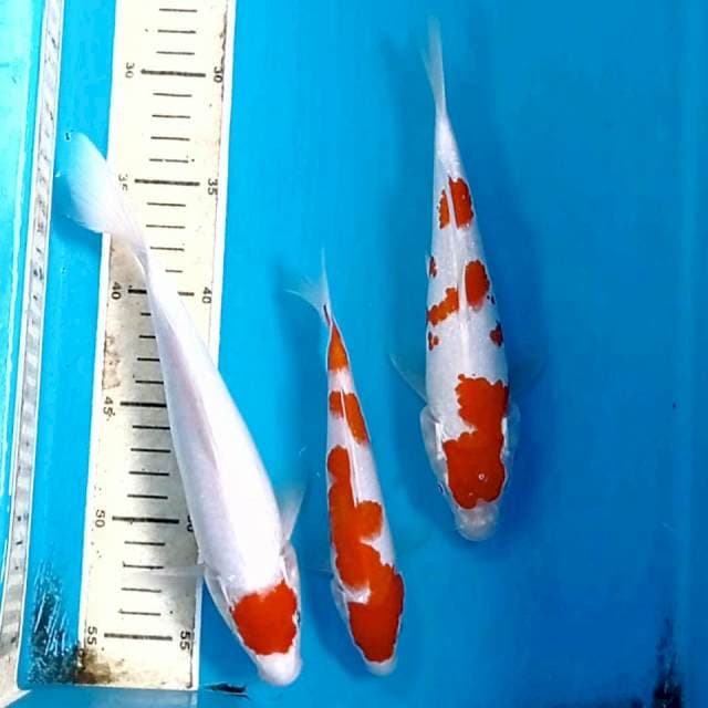 Paket kohaku, 17-24 cm