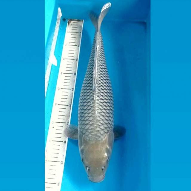 Soragoi, 50 cm