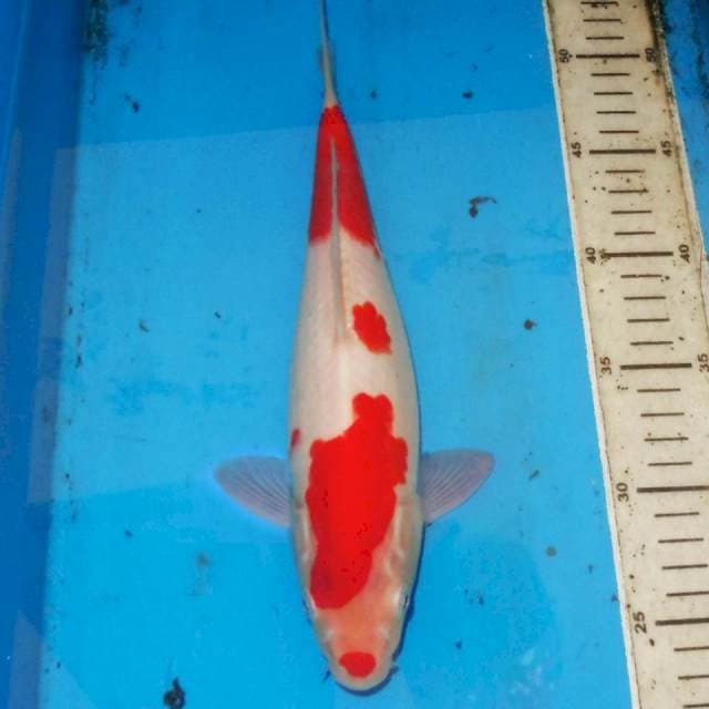 YONDAN KOHAKU • 28cm