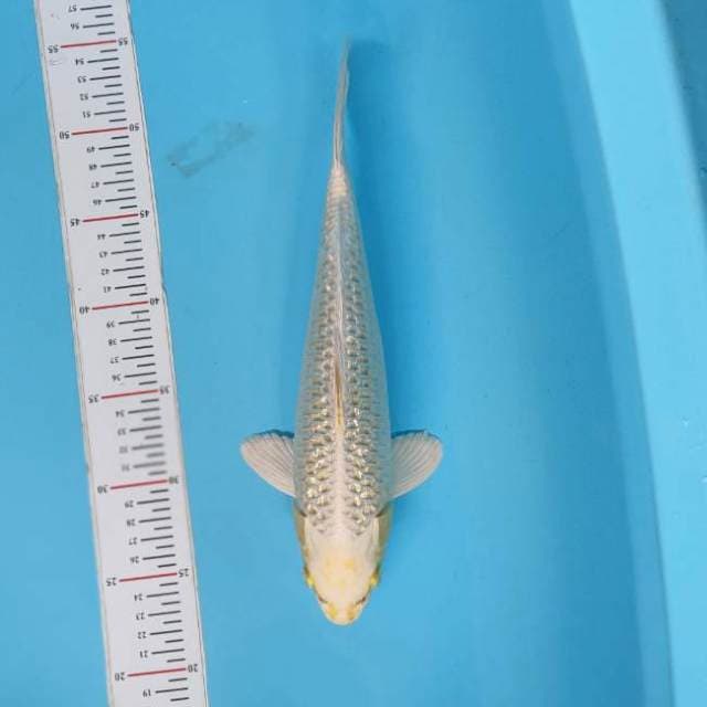 Yambuki ogon gindrind