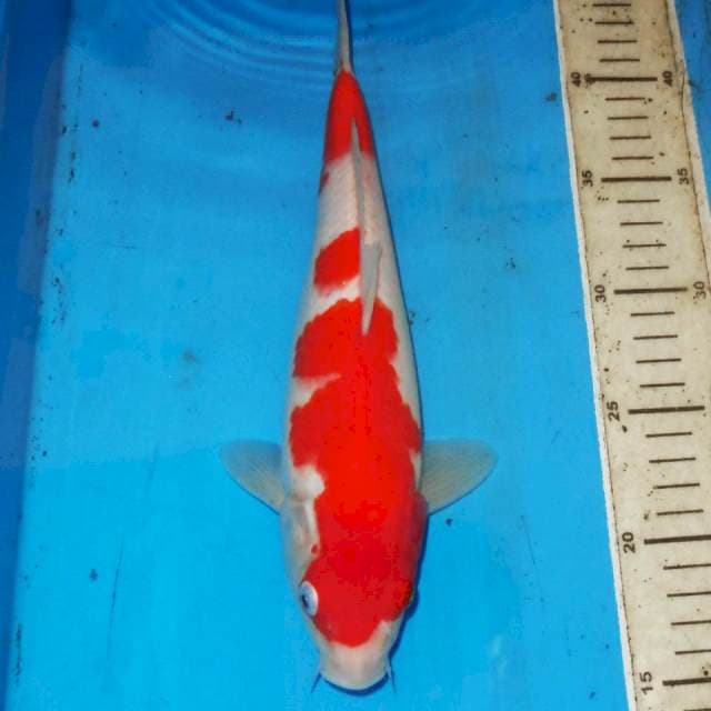 KOHAKU • 30cm