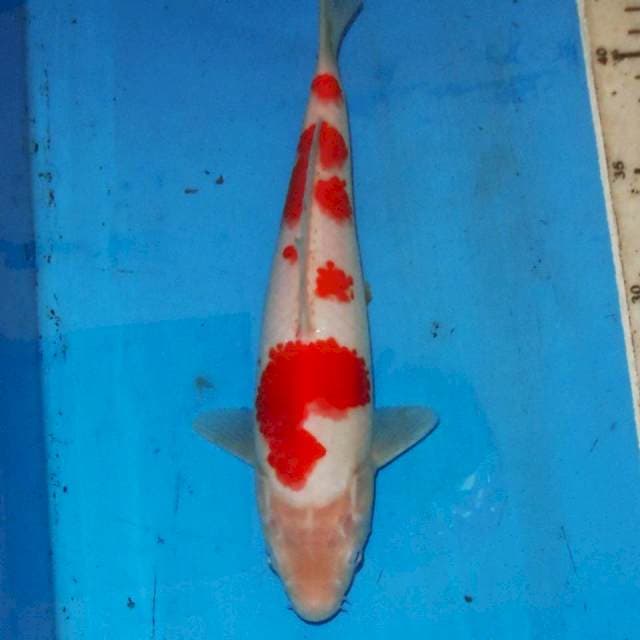 KOHAKU • 25cm