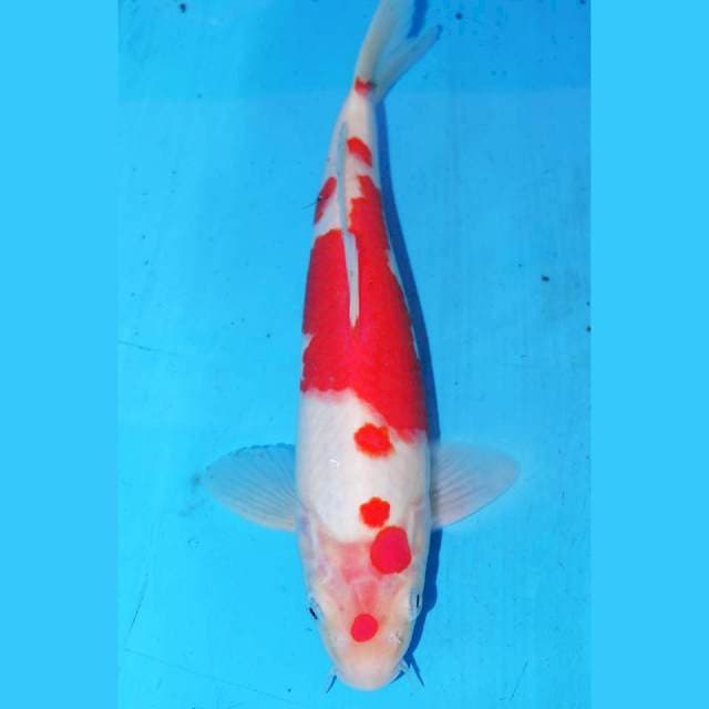 KOHAKU • 26cm