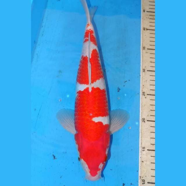 SANDAN KOHAKU PERFECT • 37cm