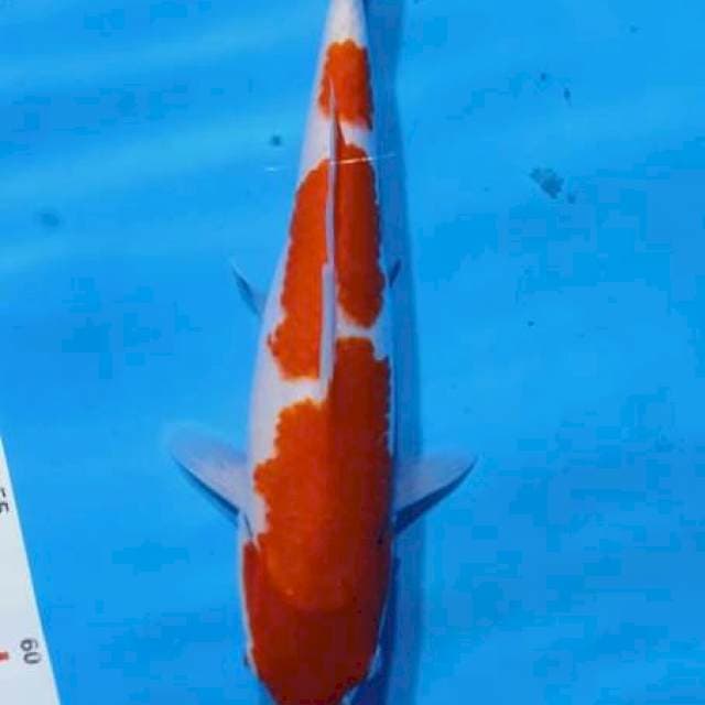 Kohaku 27cm