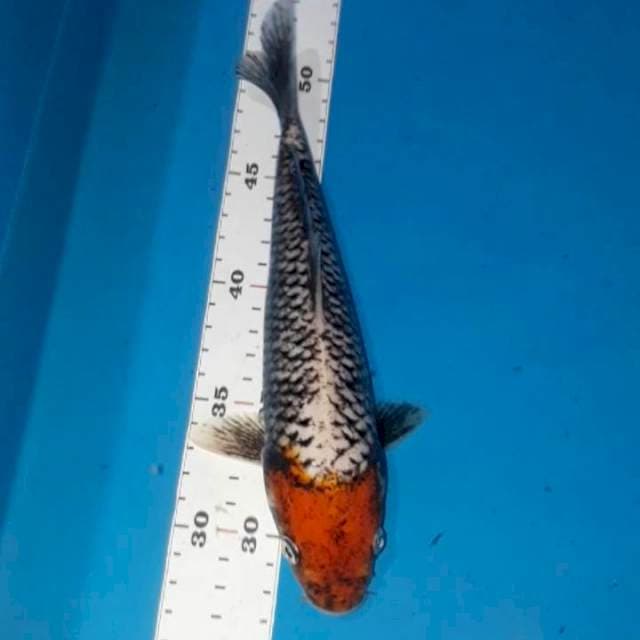 Beni Kawabake 25 cm