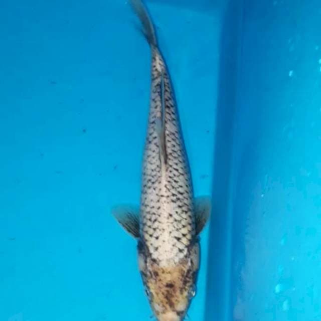 Kawabake 25 cm