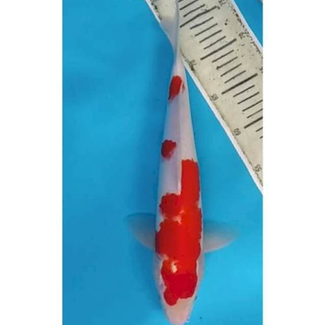 Kohaku ~36