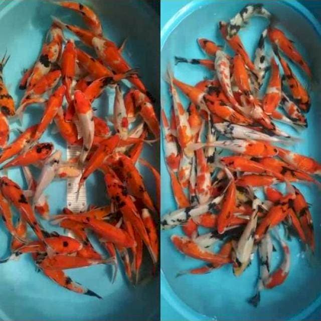 100 ekor 20-25cm