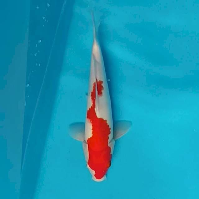 Kohaku setrum³² ~strong